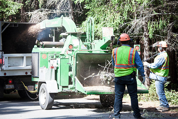 How Our Tree Care Process Works  in  Marist College, NY